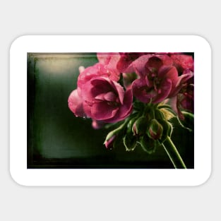 Geranium in Evening Light Sticker